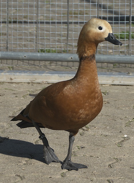 东莞莞联更